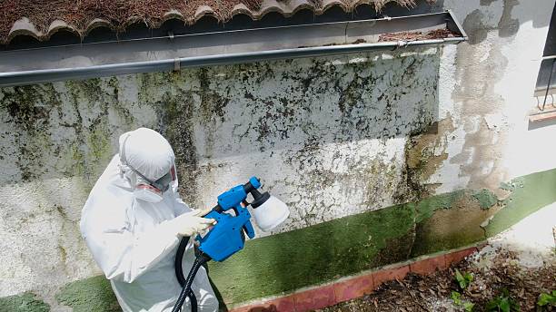 Trusted Mold Inspection service in Parsippany, NJ - Cheap Mold Removal